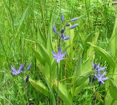 Camassia leichtlinii