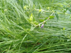 Scutellaria galericulata