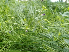 Scutellaria galericulata