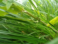 Scutellaria galericulata