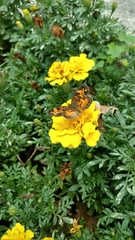 Phyciodes tharos