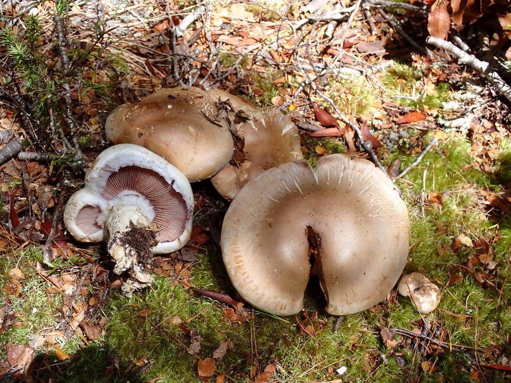 Hebeloma victoriense · February 2025 · photo: © nicnation (iNaturalist, cc-by)
