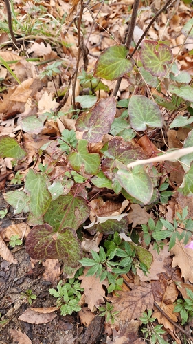Epimedium pinnatum, photograph 4