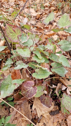 Epimedium pinnatum, photograph 5