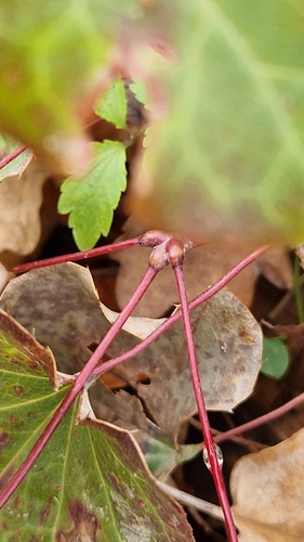 Epimedium pinnatum, photograph 6