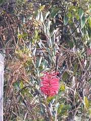 Siphocampylus retrorsus