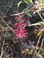 Siphocampylus retrorsus