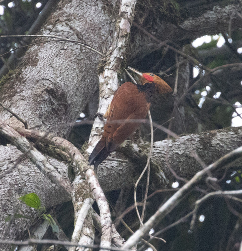 Ringed Woodpecker (Celeus torquatus), photo 10