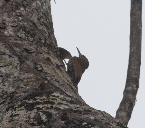 Guianan Woodcreeper (Lepidocolaptes albolineatus), photo 4