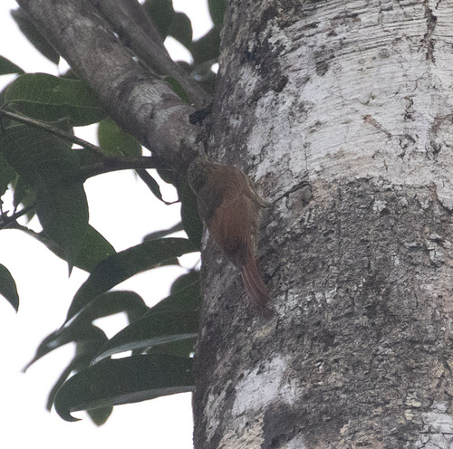 Guianan Woodcreeper (Lepidocolaptes albolineatus), photo 6