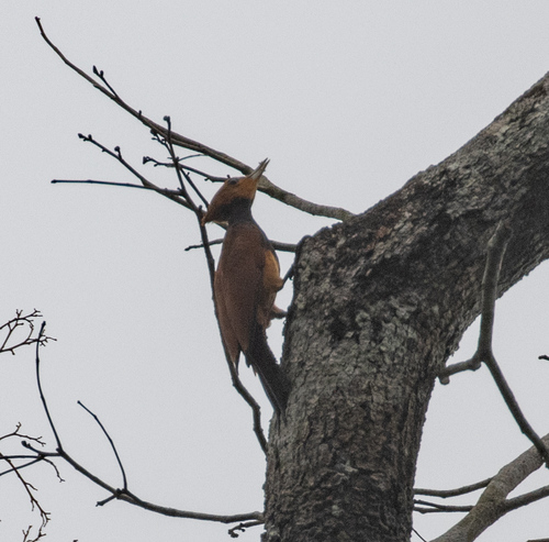 Ringed Woodpecker (Celeus torquatus), photo 3