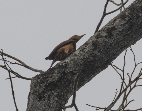 Ringed Woodpecker (Celeus torquatus), photo 4