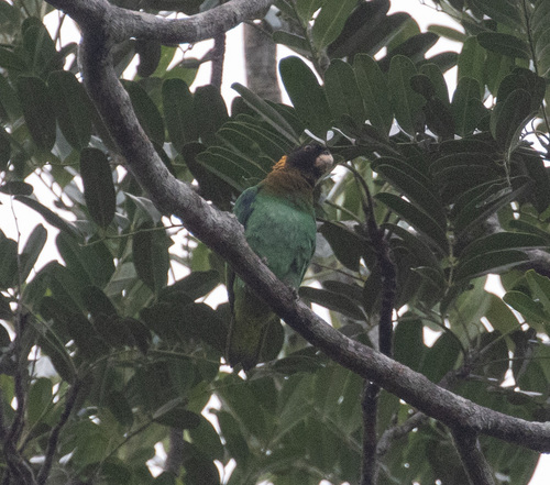 Caica Parrot (Pyrilia caica), photo 5