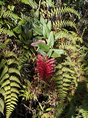 Siphocampylus retrorsus