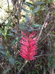 Siphocampylus retrorsus