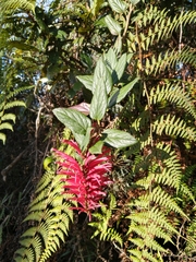 Siphocampylus retrorsus