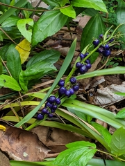 Dianella sandwicensis