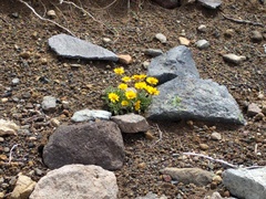 Erigeron aureus