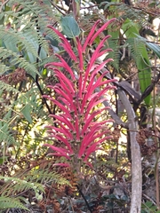 Siphocampylus retrorsus