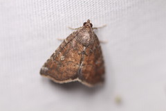 Amyna bullula