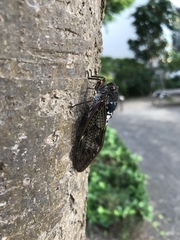 Graptopsaltria nigrofuscata