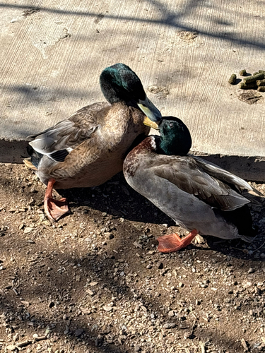 Mallard photographed in New Mexico