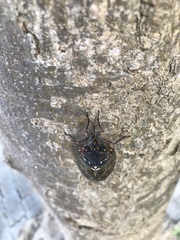 Graptopsaltria nigrofuscata