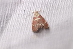 Phoenicophanta modestula