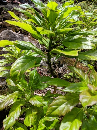 Delissea rhytidosperma observed 2019-07-31