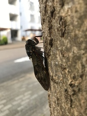 Graptopsaltria nigrofuscata