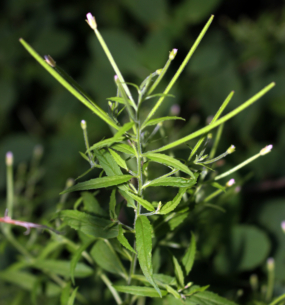 Purpleleaf willowherb (Epilobium coloratum)