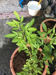 Ohwia caudata