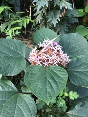 Clerodendrum bungei