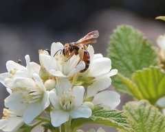 Andrena prunorum