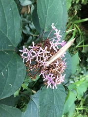 Clerodendrum bungei
