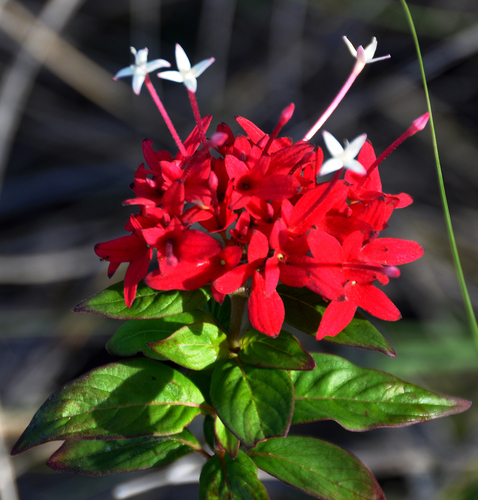 Paracarphalea pervilleana