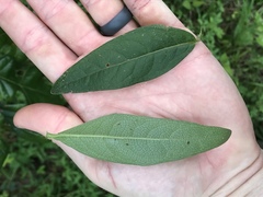 Silphium asperrimum