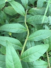 Silphium asperrimum