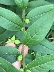 Silphium asperrimum