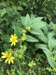 Silphium asperrimum