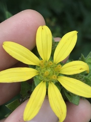 Silphium asperrimum