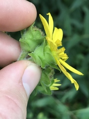 Silphium asperrimum