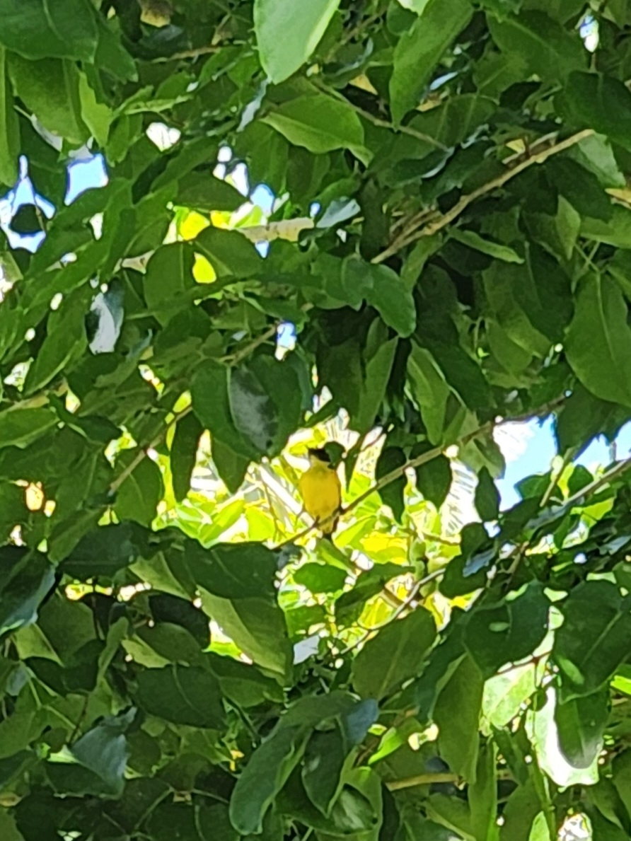 Samoan Whistler (Pachycephala flavifrons), photo 1