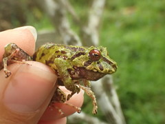 Pristimantis eriphus