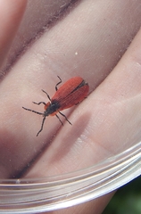Lycus sanguinipennis