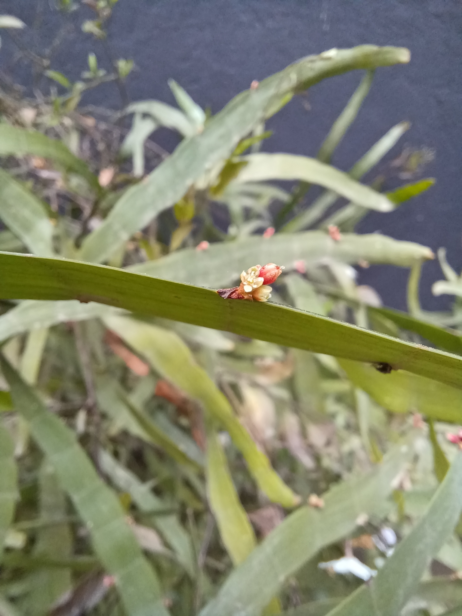 Imagem de Cacto-orquídea