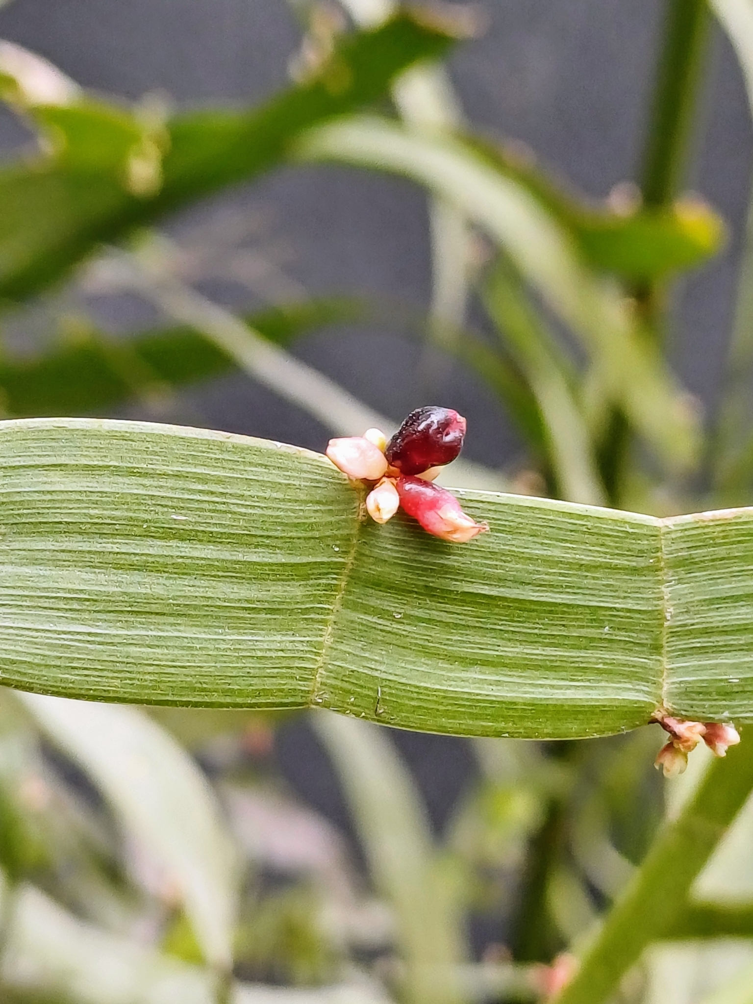Imagem de Cacto-orquídea