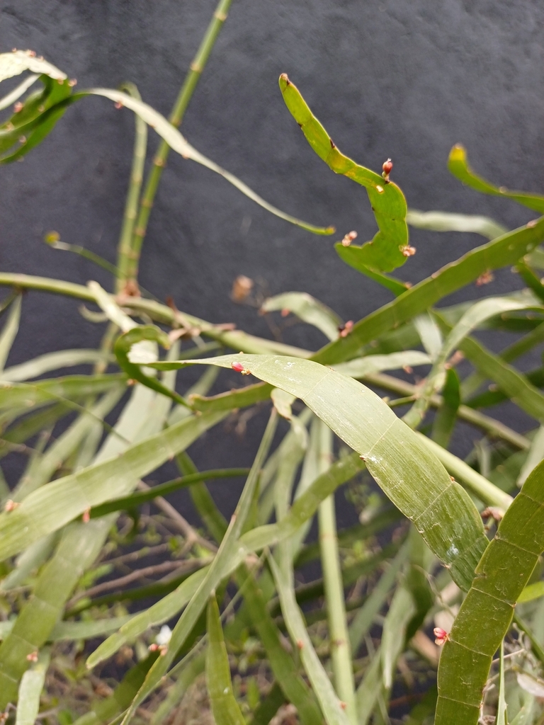Foto de Cacto-orquídea