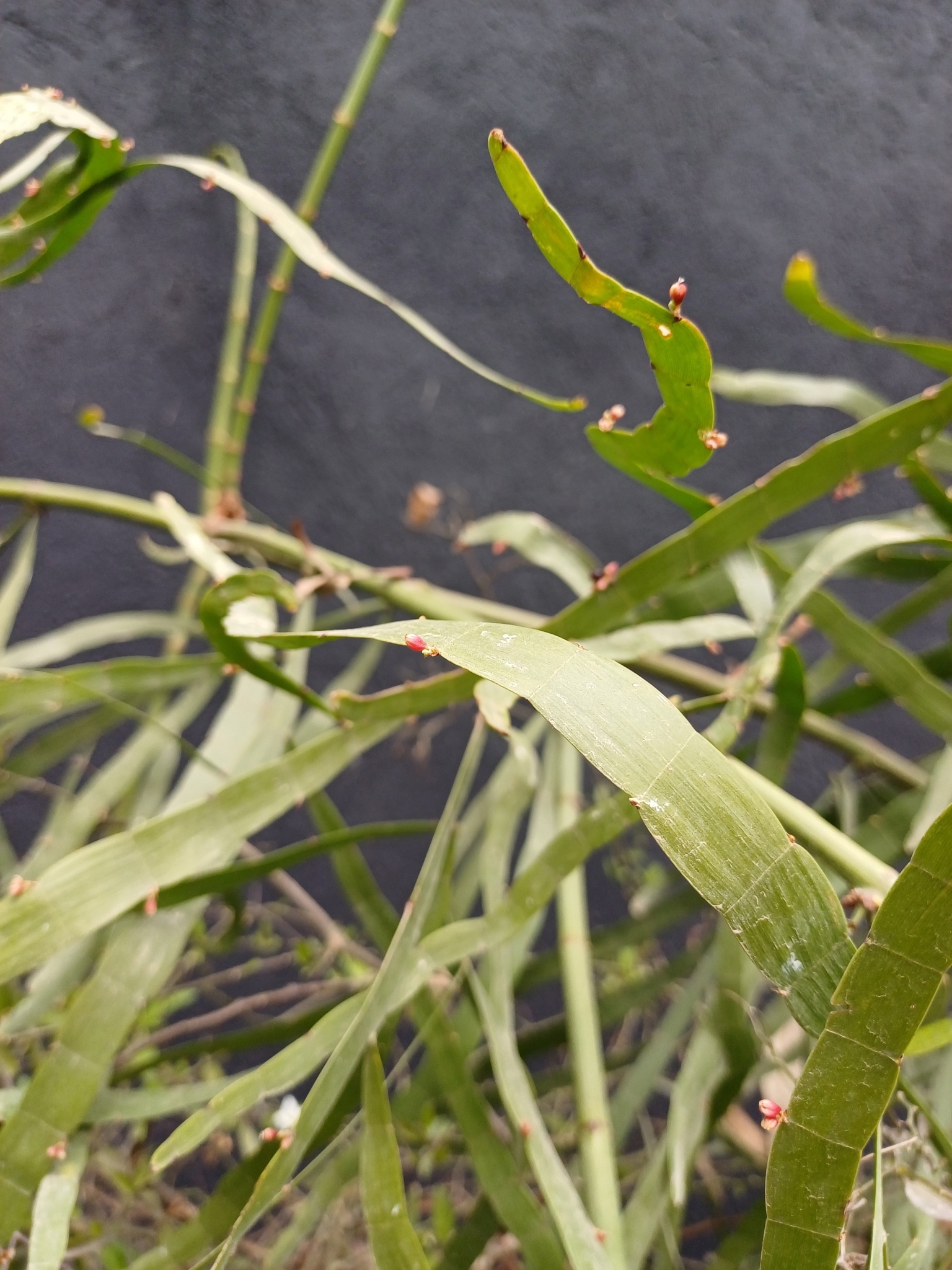 Imagem de Cacto-orquídea