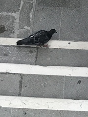 Columba livia domestica